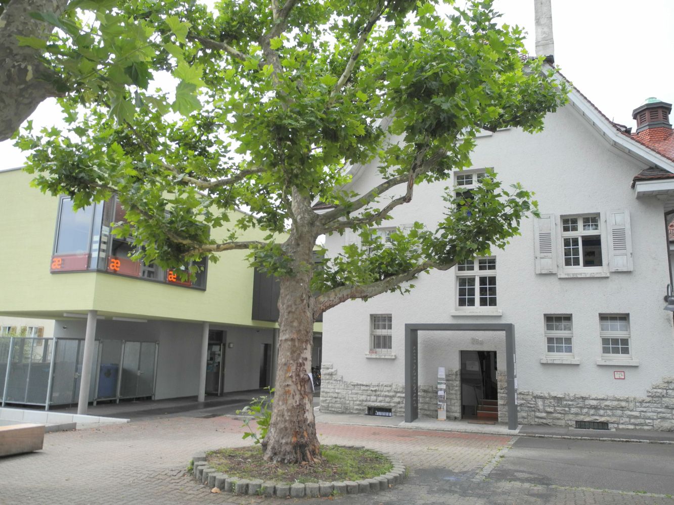 Eine große Platane im Innenhof zwischen einem hellgrünen Neubau mit orangefarbenen æ-Zeichen und einem weißen Altbau